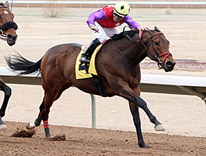Warren's Knockout wins the 2014 Inaugural Handicap.