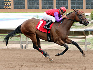 Warren's Knockout wins the Budweiser Special Stakes.