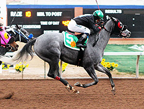 Warrens Venedalucy wins the 2013 Bold Ego Handicap.
