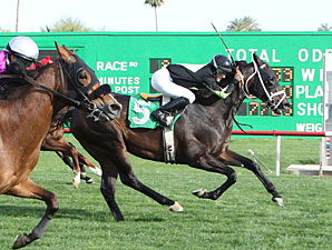 Why Not Be Perfect wins the 2013 Turf Paradise Handicap.