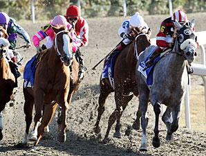 Wickedly Perfect wins the 2010 Darley Alcibiades.