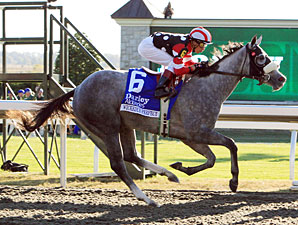 Wickedly Perfect wins the 2010 Darley Alcibiades.