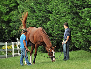 Will Take Charge - Pimlico, May 16, 2013.