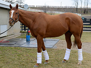 Wise Dan at Keeneland, January 10, 2013.