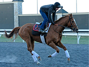 Wise Dan at Keeneland, April 2013.