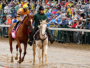Wise Dan in the Woodford Reserve post parade.