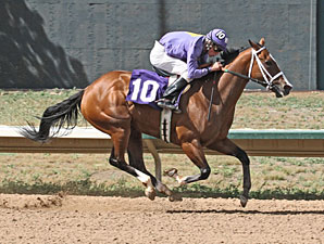 Wizardry wins the 2013 Molly Brown Stakes.