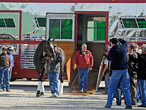Zenyatta arrives at Churchill Downs on November 2, 2010.