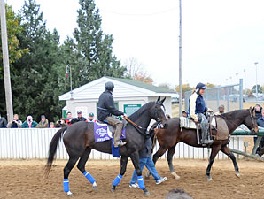 Zenyatta at Churchill Downs, November 3, 2010.