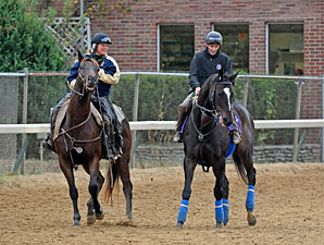 Zenyatta at Churchill Downs, November 3, 2010.