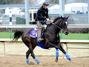 Zenyatta at Churchill Downs, November 3, 2010.
