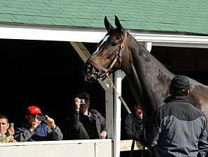 Zenyatta arrives at Churchill Downs on November 2, 2010.