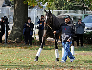 Zenyatta arrives at Churchill Downs on November 2, 2010.