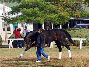 Zenyatta arrives at Churchill Downs on November 2, 2010.
