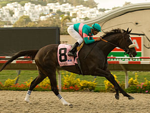 Zenyatta After 12th Straight in Hirsch Stakes