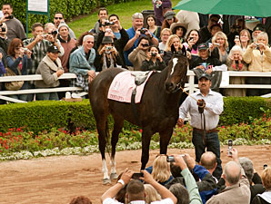 Zenyatta in the Hollywood Park paddock one last time.