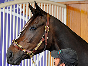 Zenyatta is in the zone, preparing for the 2010 Breeders' Cup Classic.
