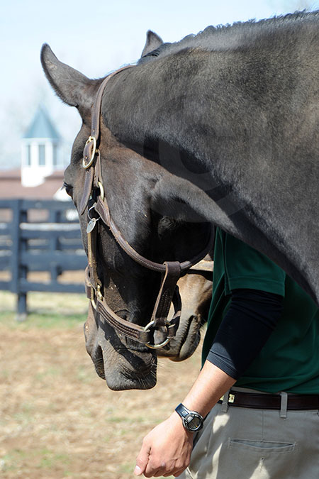 Headed to the barn