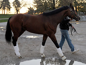 Zifzaf at Woodbine on September 17, 2010.