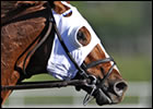 New Blog: Beyond The Blinkers