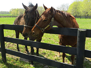 Brass Hat, left, and Groupie Doll, right.