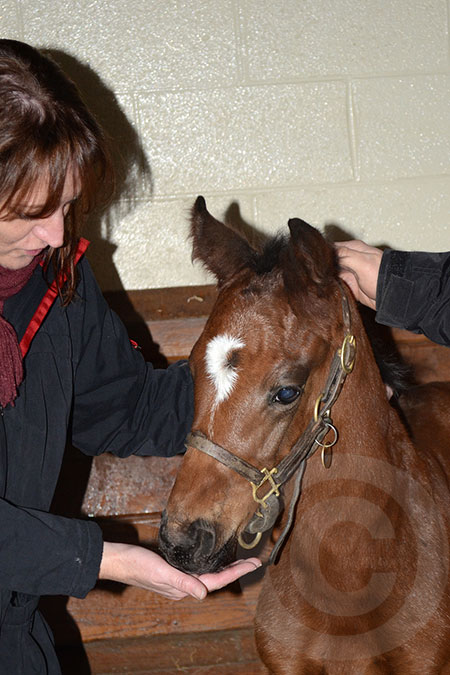 Life Is Sweet Foal