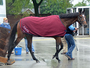 Master of Hounds arrives at Churchill Downs for the 2011 Kentucky Derby.