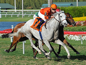 Tapitsfly wins the Honey Fox Stakes.