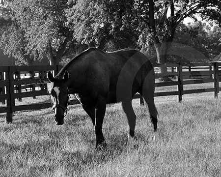 Zenyatta B&W