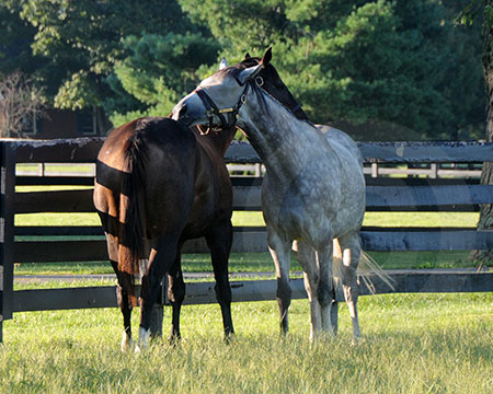 Zenyatta and Tasty Temptation