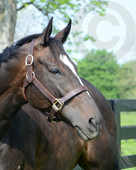 Zenyatta at lanes End Farm in Spring