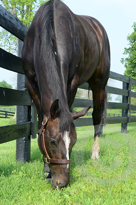 Zenyatta grazing at Lanes End Farm