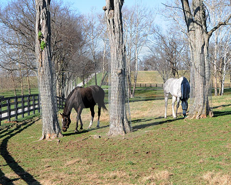 Zenyatta on Farm