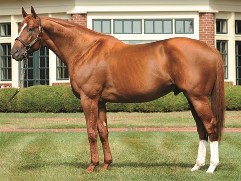 curlin.jpg