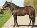 Malibu Moon